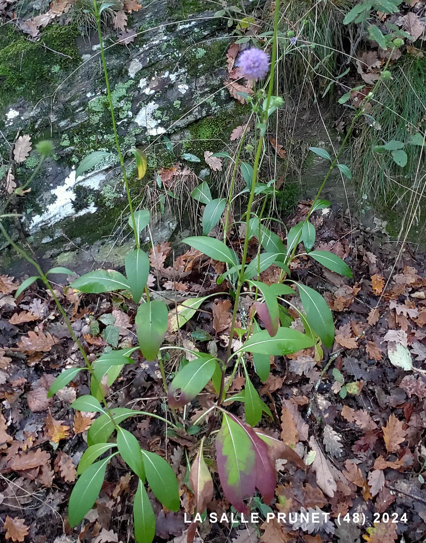 Scabious, Devils-bit plant